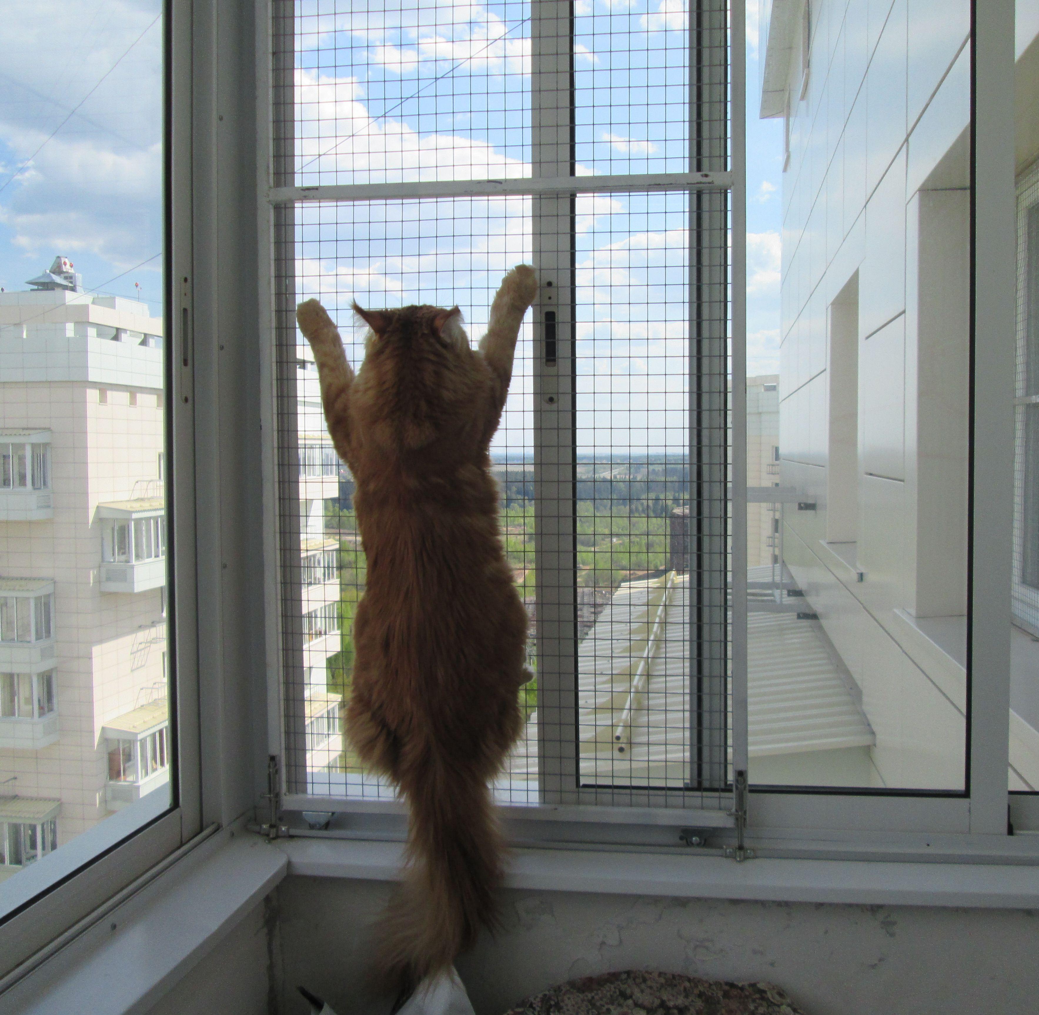 Купить сетку на окна для кошек. Kaleva антикошка. Москитные сетки антикошка. Оконная сетка антикошка. Решетка антикошка.
