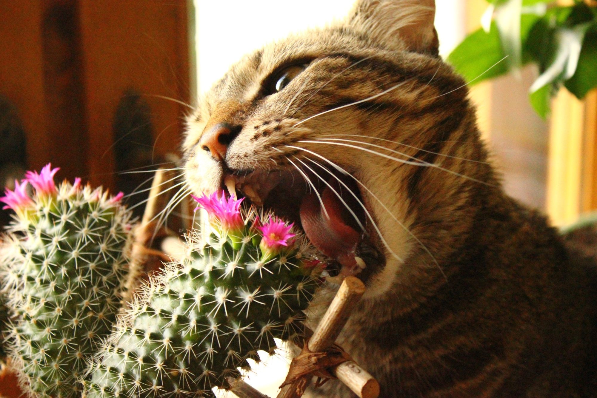Удивительно, но кошки обожают кактусы. Сложно сказать, что именно привлекает их : вкус, наличие витаминов или оказывающее кактусом антибактериальное действие на организм. Но факт остается фактом – можете не бояться колючих растений и заводить кактус вместе с животным.