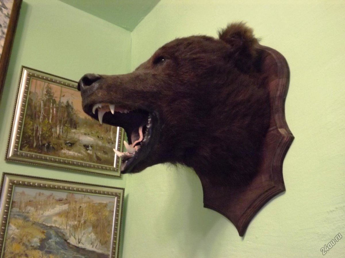 Голова медведя на стену