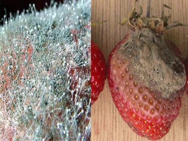 Плодовые тела плесени напоминают привычные грибы, но они имеют микроскопические размеры.