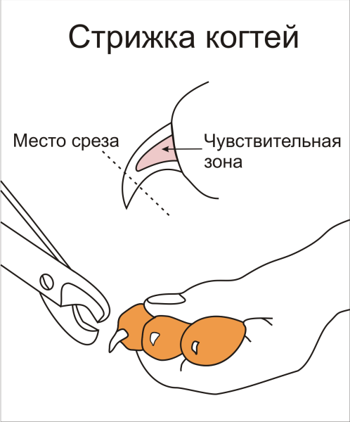 Правильная стрижка когтей.