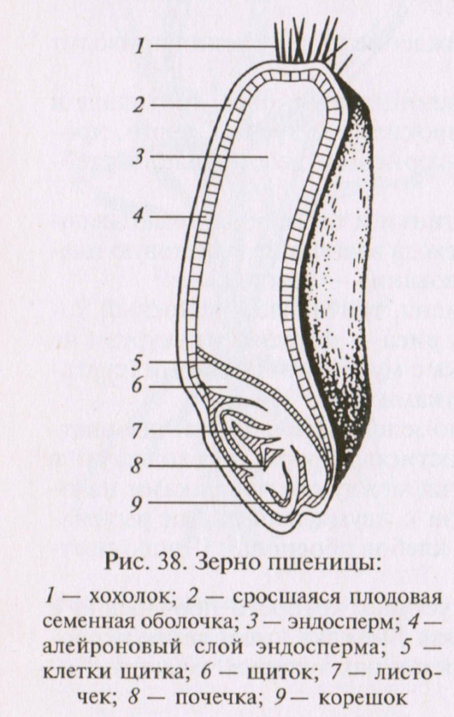 Строение семени пшеницы. Строение зерна пшеницы зерновки. Строение зерновки злаковых культур. Продольный разрез зерновки пшеницы. Строение зерновки ржи.