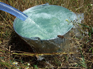 Фото: ведро с водой